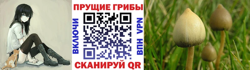 Псилоцибиновые грибы прущие грибы  наркошоп  KRAKEN tor  Красноармейск 