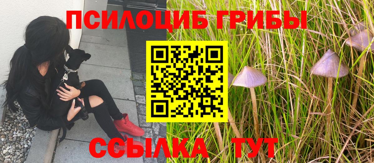 Красноармейск  Галлюциногенные грибы прущие грибы  Вход с VPN 